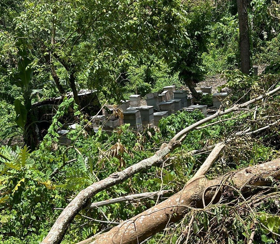 Sixth image of Lot 114 Kildare, Buff Bay in Buff Bay, Portland, Jamaica - property is For Sale