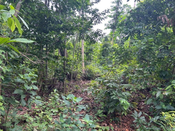 First image of Lot 114 Kildare, Buff Bay in Buff Bay, Portland, Jamaica - property is For Sale