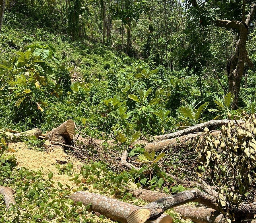 Seventh image of Lot 114 Kildare, Buff Bay in Buff Bay, Portland, Jamaica - property is For Sale