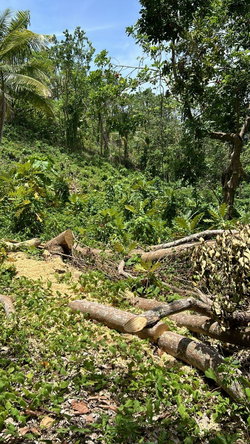 Seventh image of Lot 114 Kildare, Buff Bay in Buff Bay, Portland, Jamaica - property is For Sale