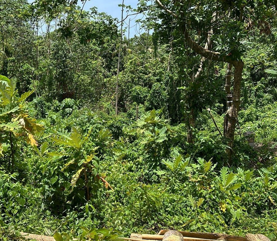 Ninth image of Lot 114 Kildare, Buff Bay in Buff Bay, Portland, Jamaica - property is For Sale