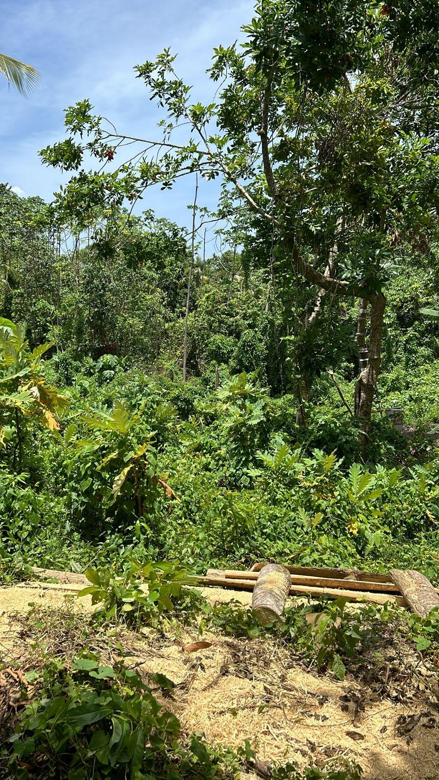 Development-Land-for-Sale-in-Kildare-Buff-Bay-Portland-Jamaica Ninth image of Lot 114 Kildare, Buff Bay in Buff Bay, Portland, Jamaica - property is For Sale