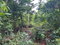 First image of Lot 114 Kildare, Buff Bay in Buff Bay, Portland, Jamaica - property is For Sale
