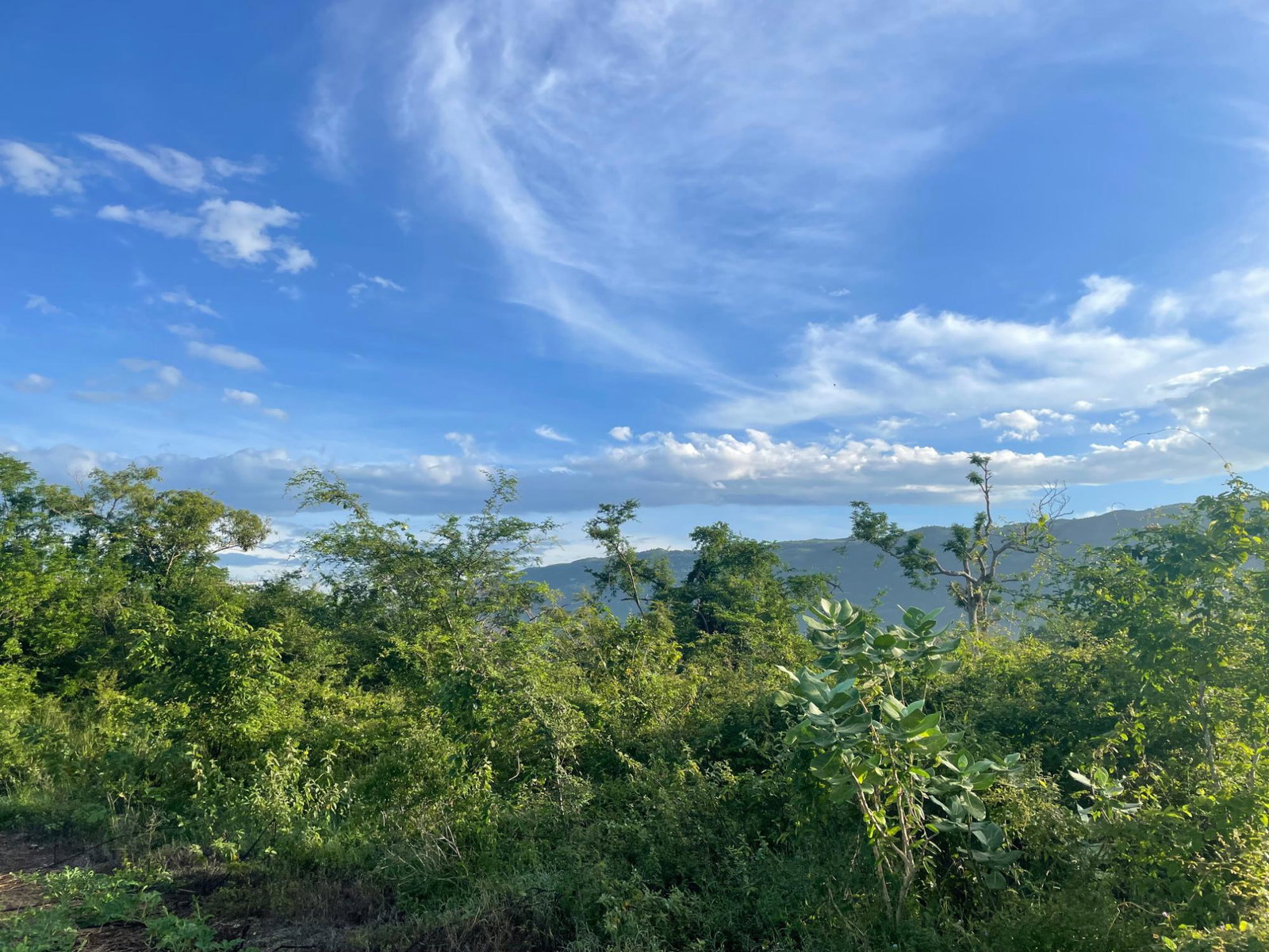 Fifteenth image of Mountainside, Saint Eliza in MOUNTAINSIDE, St. Elizabeth, Jamaica - property is For Sale