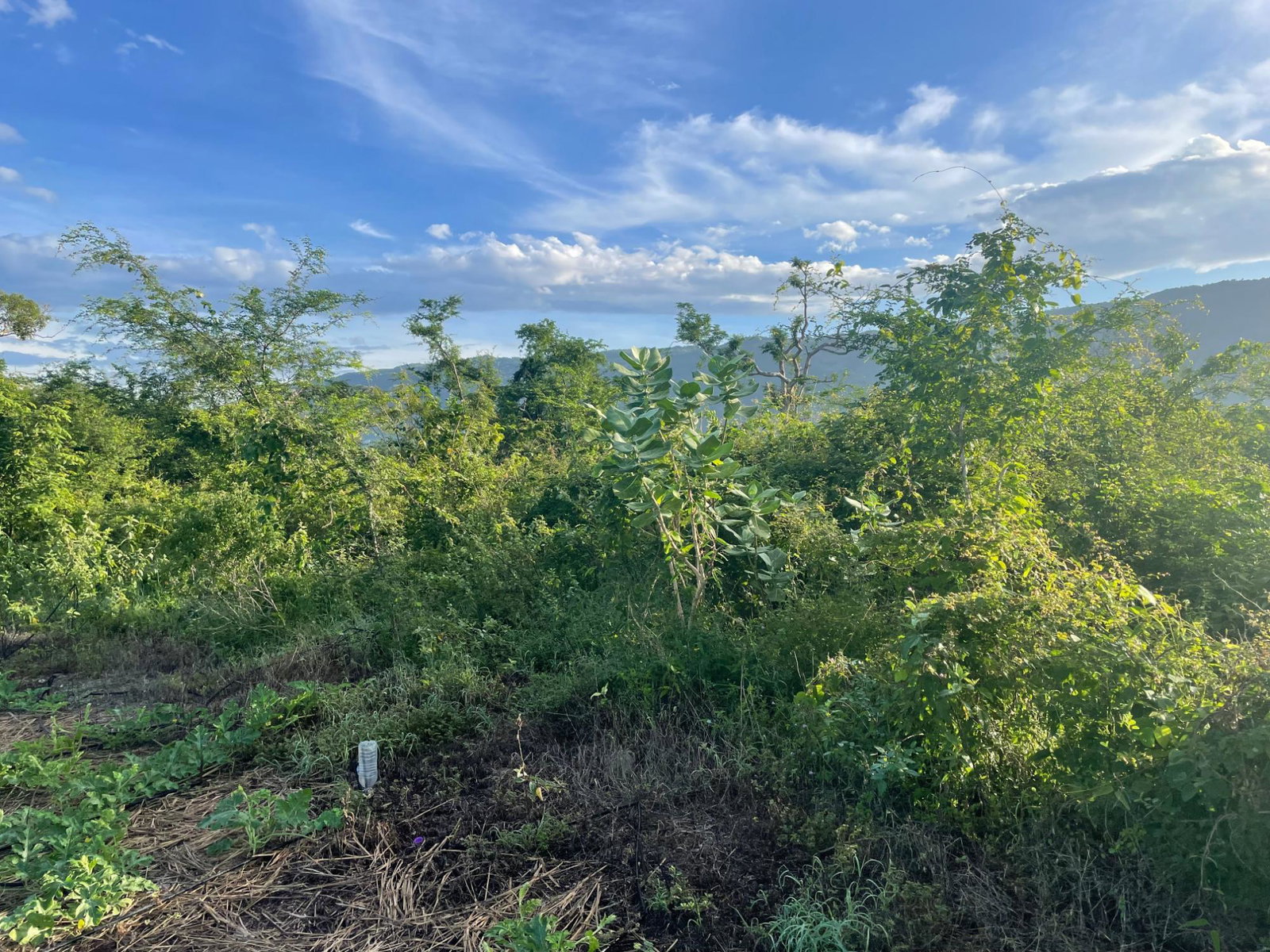 Sixteenth image of Mountainside, Saint Eliza in MOUNTAINSIDE, St. Elizabeth, Jamaica - property is For Sale