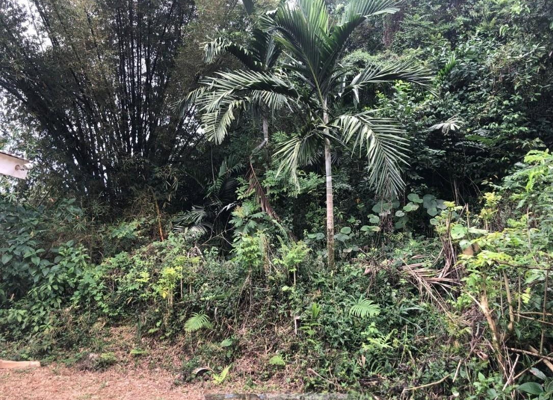 First image of Lot 3-woodlawn Mandeville P.o. in Mandeville, Manchester, Jamaica - property is For Sale