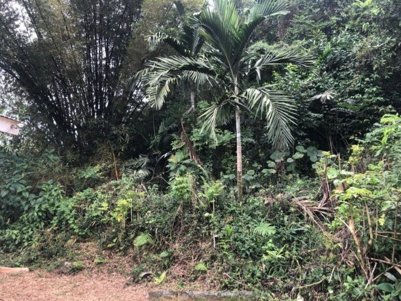 First image of Lot 3-woodlawn Mandeville P.o. in Mandeville, Manchester, Jamaica - property is For Sale