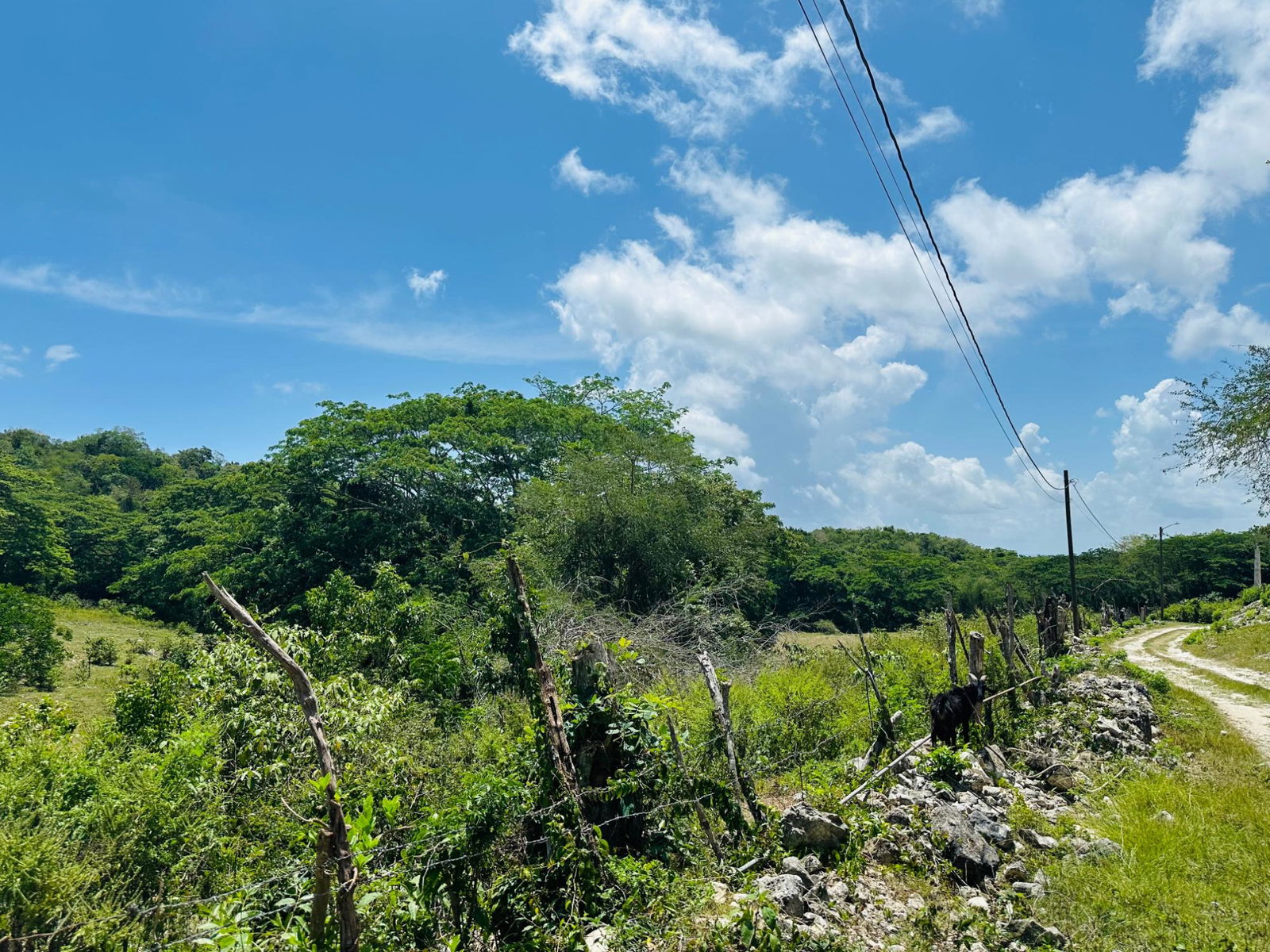 Eleventh image of Content Adelphi in Adelphi, St. James, Jamaica - property is For Sale