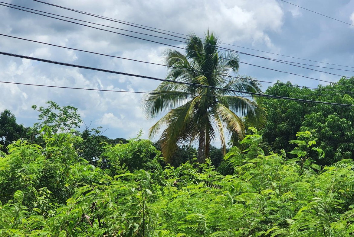 Thirteenth image of Lot#1-1 George's Pen, Four Paths in Four Paths, Clarendon, Jamaica - property is For Sale