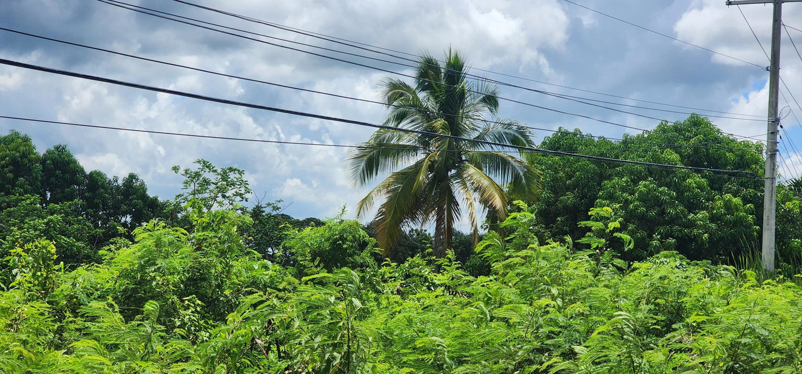 Prime-19-Acre-Residential-Development-Land-for-Sale-in-Clarendon-Jamaica Ninth image of Lot#1-1 George's Pen, Four Paths in Four Paths, Clarendon, Jamaica - property is For Sale