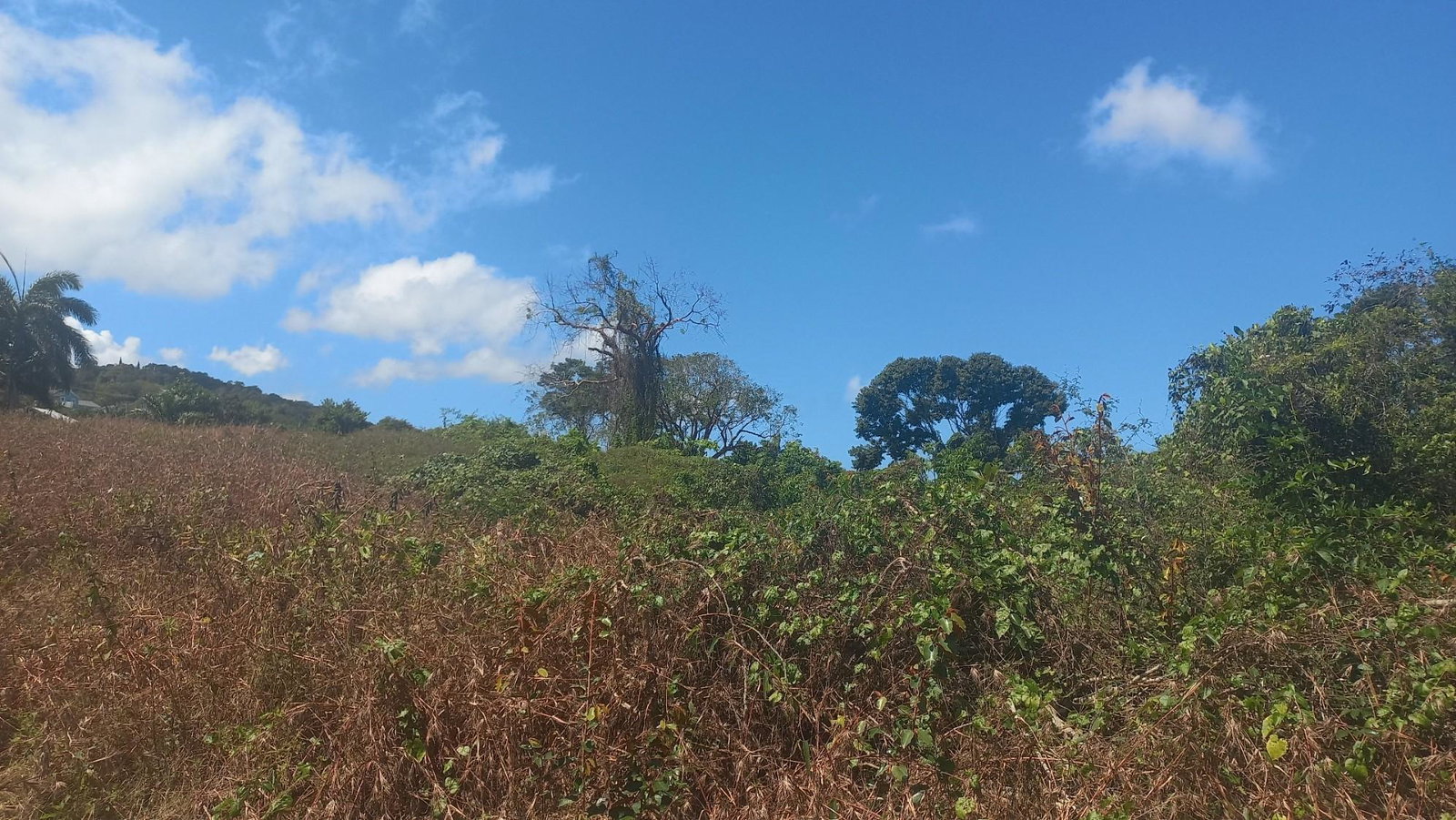 Prime-8-Acre-Development-Land-for-Sale-in-Rose-Hall-Montego-Bay-St.-James Second image of Spot Valley, St. James in SPOT VALLEY, St. James, Jamaica - property is For Sale
