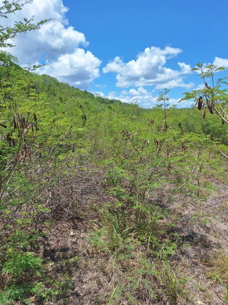 Second image of 584 Twin Palm Estates in Twin Palms Estate, Clarendon, Jamaica - property is For Sale