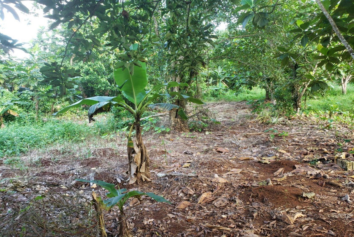 First image of Lot 114 Commodore Fair Prospect in Commodore, Portland, Jamaica - property is For Sale
