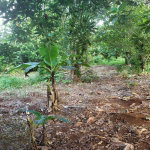 First image of Lot 114 Commodore Fair Prospect in Commodore, Portland, Jamaica - property is For Sale