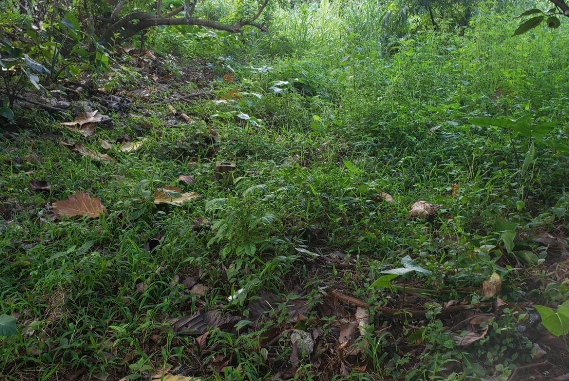 Fourth image of Lot 114 Commodore Fair Prospect in Commodore, Portland, Jamaica - property is For Sale