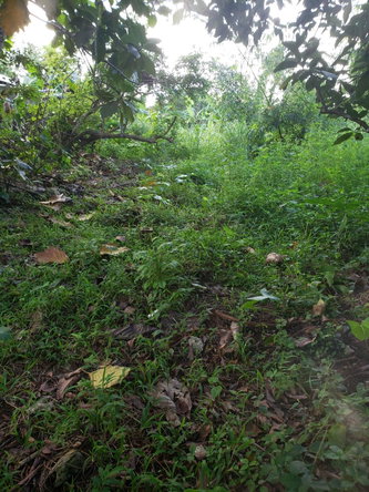 Fourth image of Lot 114 Commodore Fair Prospect in Commodore, Portland, Jamaica - property is For Sale