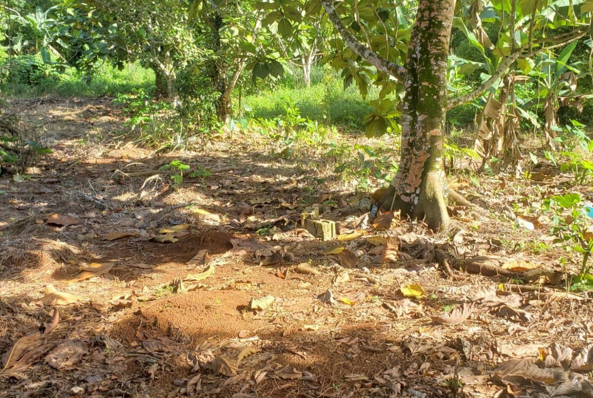 Fifth image of Lot 114 Commodore Fair Prospect in Commodore, Portland, Jamaica - property is For Sale