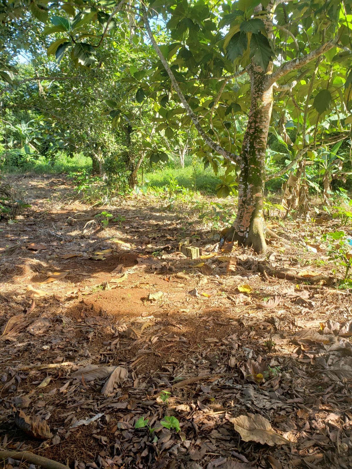 Residential-Lot-for-Sale-at-Lot-114-Commodore-Fair-Prospect-Portland-Jamaica Fifth image of Lot 114 Commodore Fair Prospect in Commodore, Portland, Jamaica - property is For Sale