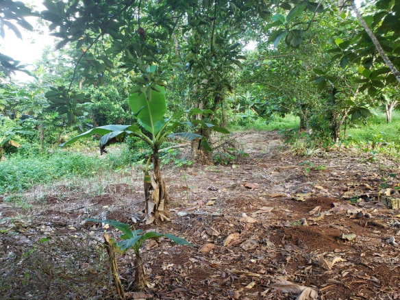 First image of Lot 114 Commodore Fair Prospect in Commodore, Portland, Jamaica - property is For Sale