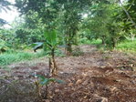 First image of Lot 114 Commodore Fair Prospect in Commodore, Portland, Jamaica - property is For Sale