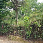 First image of Green Hill, Alexandria, s in Alexandria, St. Ann, Jamaica - property is For Sale