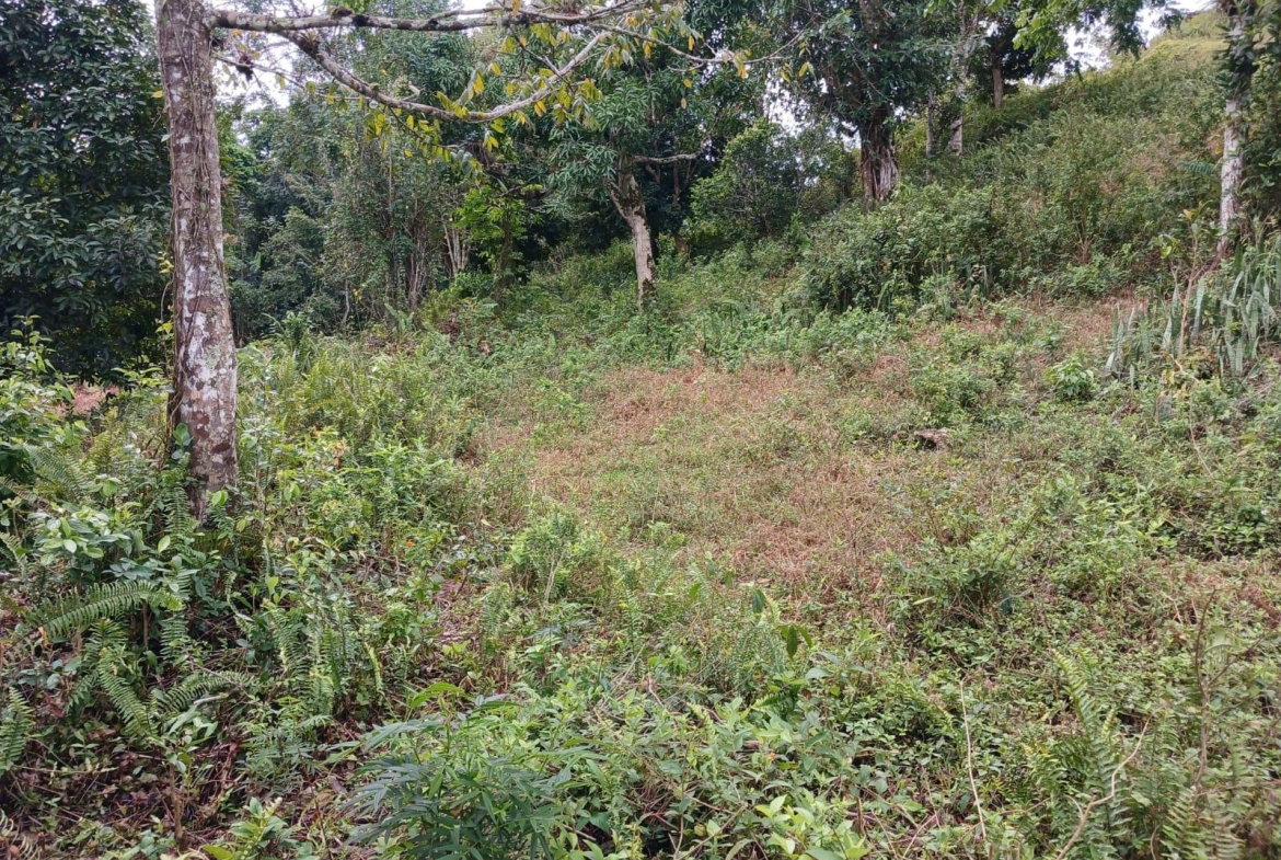 Third image of Green Hill, Alexandria, s in Alexandria, St. Ann, Jamaica - property is For Sale