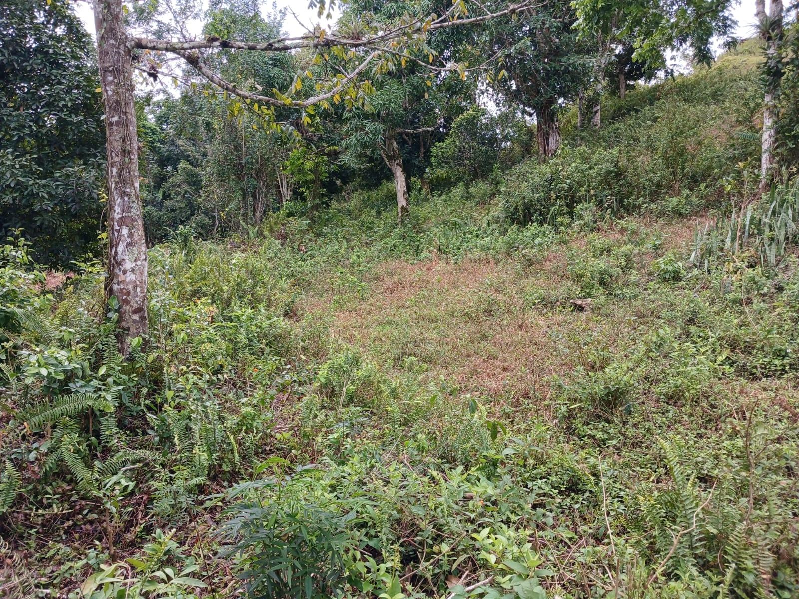 Residential-Lot-for-Sale-in-Green-Hill-Alexandria-St.-Ann-Jamaica Third image of Green Hill, Alexandria, s in Alexandria, St. Ann, Jamaica - property is For Sale
