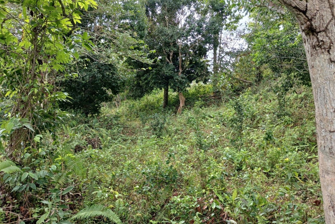 Fifth image of Green Hill, Alexandria, s in Alexandria, St. Ann, Jamaica - property is For Sale