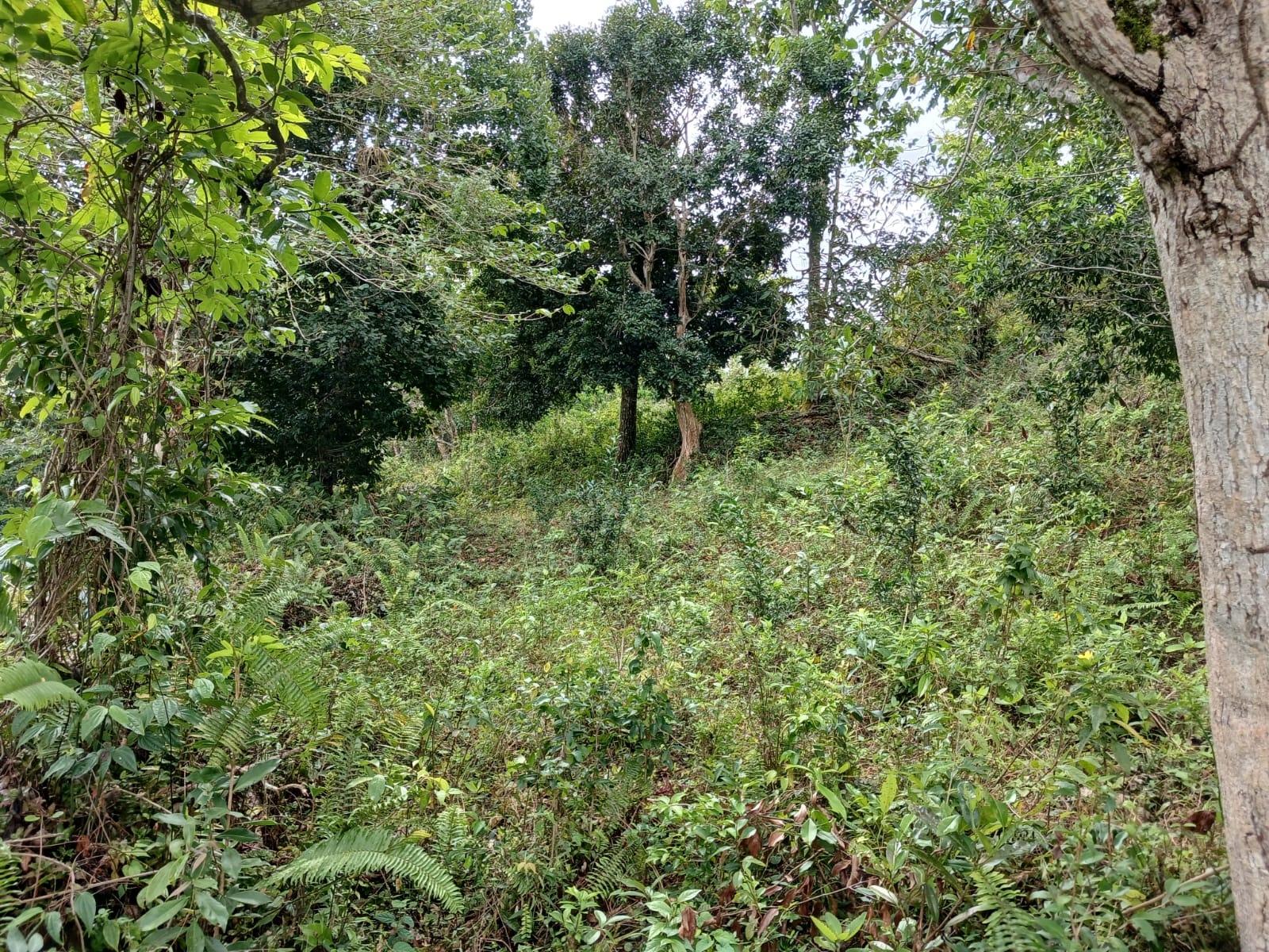 Residential-Lot-for-Sale-in-Green-Hill-Alexandria-St.-Ann-Jamaica Fifth image of Green Hill, Alexandria, s in Alexandria, St. Ann, Jamaica - property is For Sale