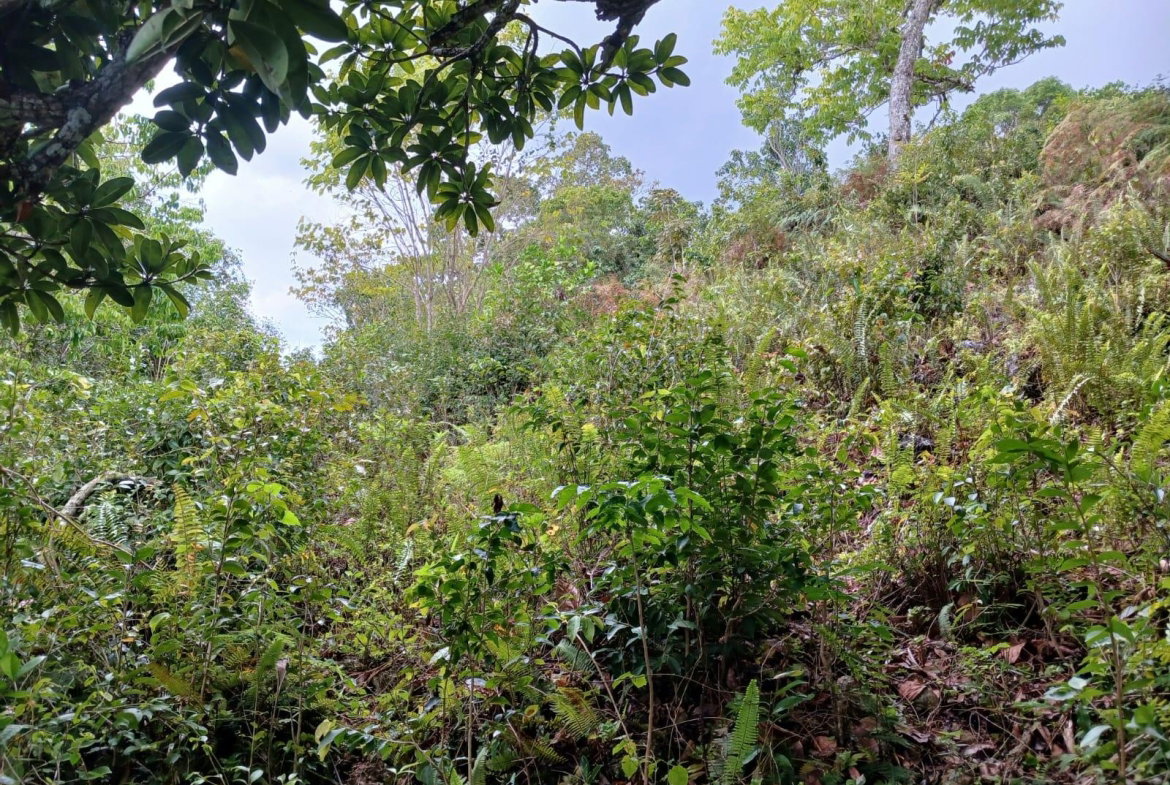 Sixth image of Green Hill, Alexandria, s in Alexandria, St. Ann, Jamaica - property is For Sale