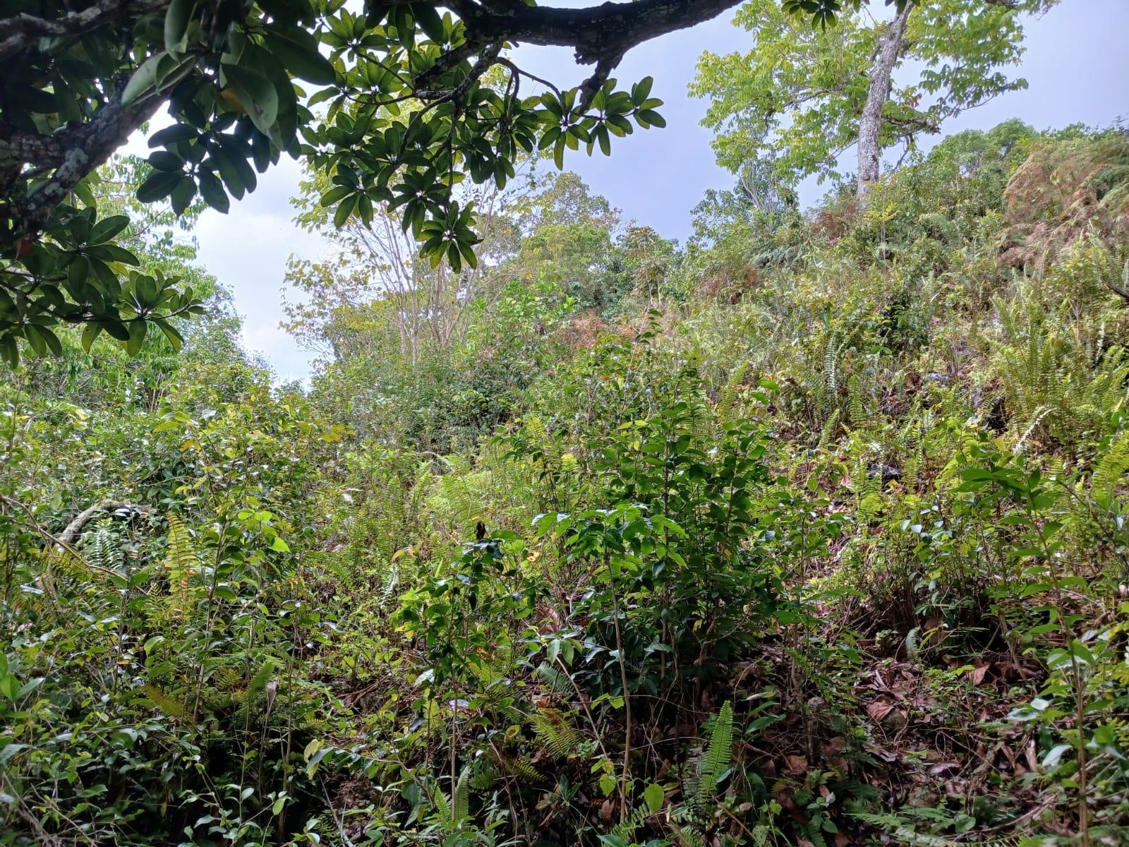 Residential-Lot-for-Sale-in-Green-Hill-Alexandria-St.-Ann-Jamaica Sixth image of Green Hill, Alexandria, s in Alexandria, St. Ann, Jamaica - property is For Sale