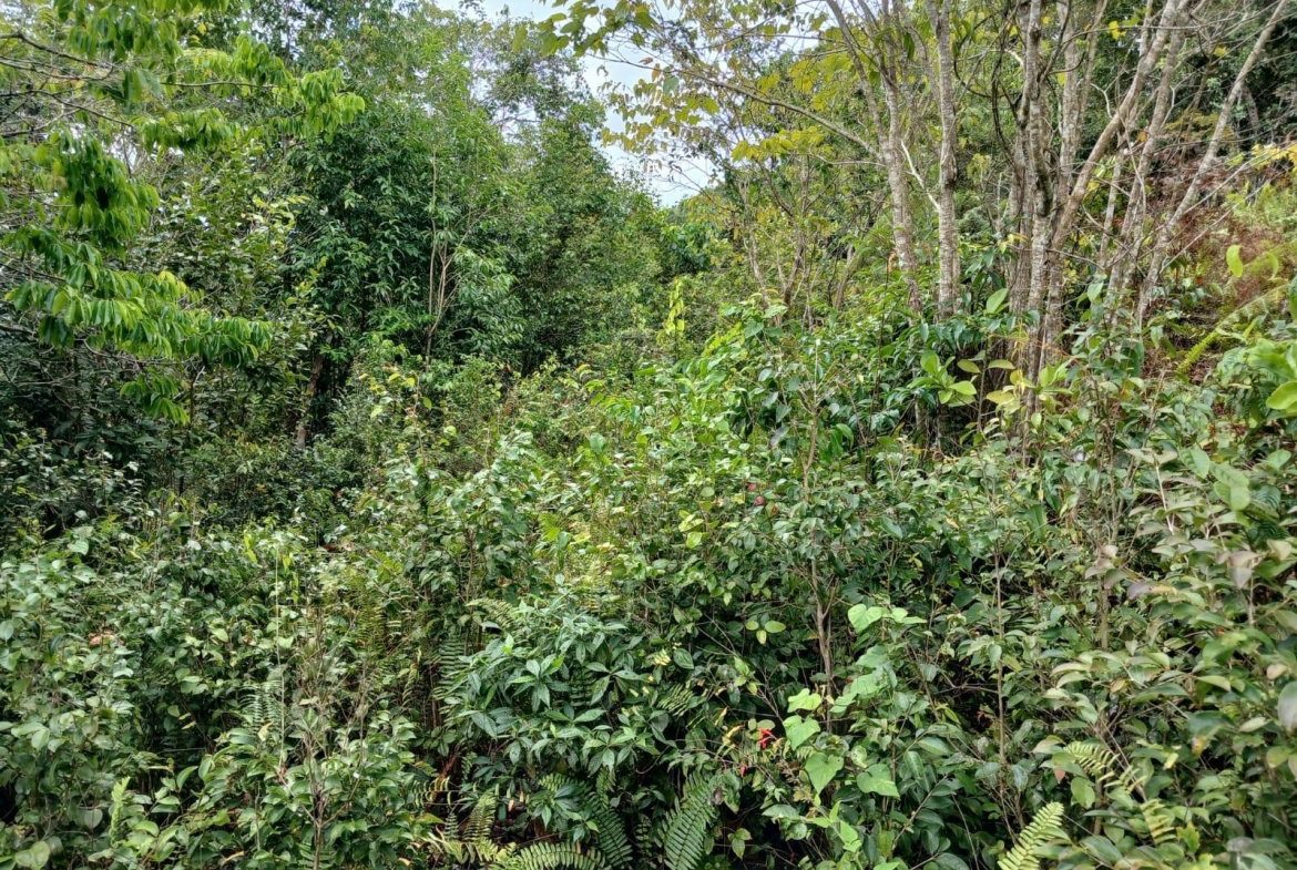 Eighth image of Green Hill, Alexandria, s in Alexandria, St. Ann, Jamaica - property is For Sale