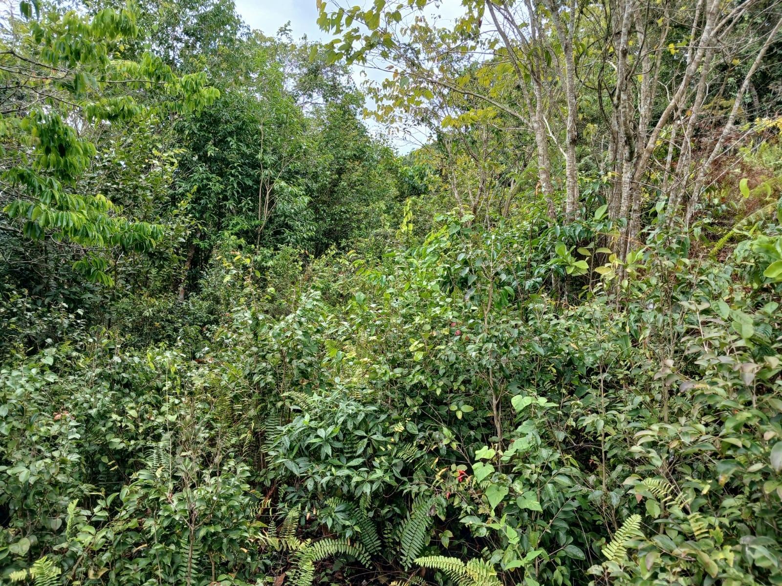 Residential-Lot-for-Sale-in-Green-Hill-Alexandria-St.-Ann-Jamaica Eighth image of Green Hill, Alexandria, s in Alexandria, St. Ann, Jamaica - property is For Sale