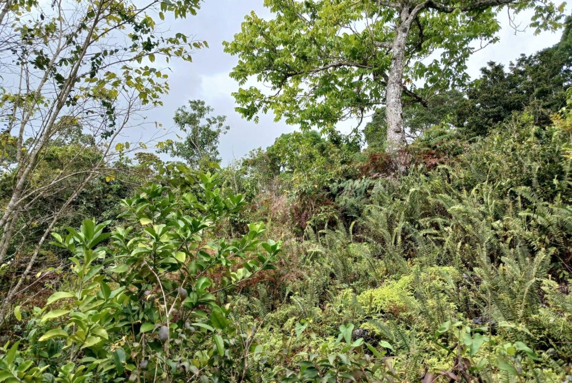 Ninth image of Green Hill, Alexandria, s in Alexandria, St. Ann, Jamaica - property is For Sale