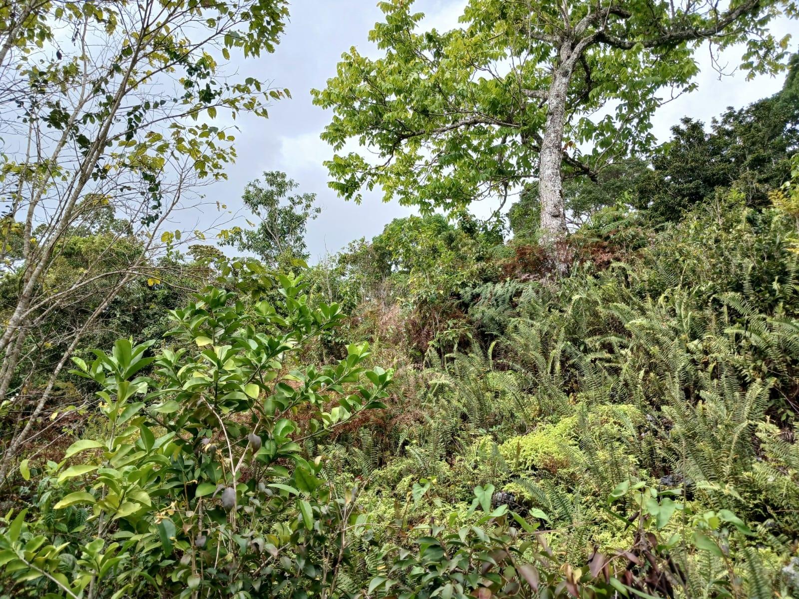 Residential-Lot-for-Sale-in-Green-Hill-Alexandria-St.-Ann-Jamaica Ninth image of Green Hill, Alexandria, s in Alexandria, St. Ann, Jamaica - property is For Sale