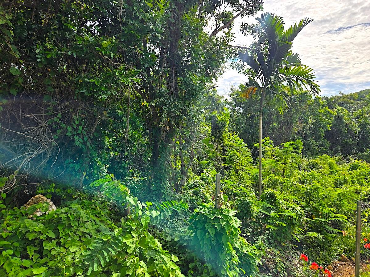 Sixth image of 29 Margherita Way , Unity ha in Unity Hall, St. James, Jamaica - property is For Sale