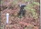 First image of Lot 337 Palmbrook Estate, Cashoo, in Lacovia, St. Elizabeth, Jamaica - property is For Sale
