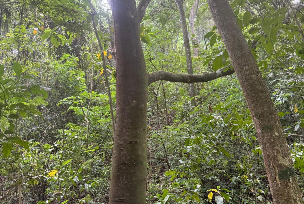 Twelfth image of Skyline Drive, Jacks Hill in Kingston 6, St. Andrew, Jamaica - property is For Sale