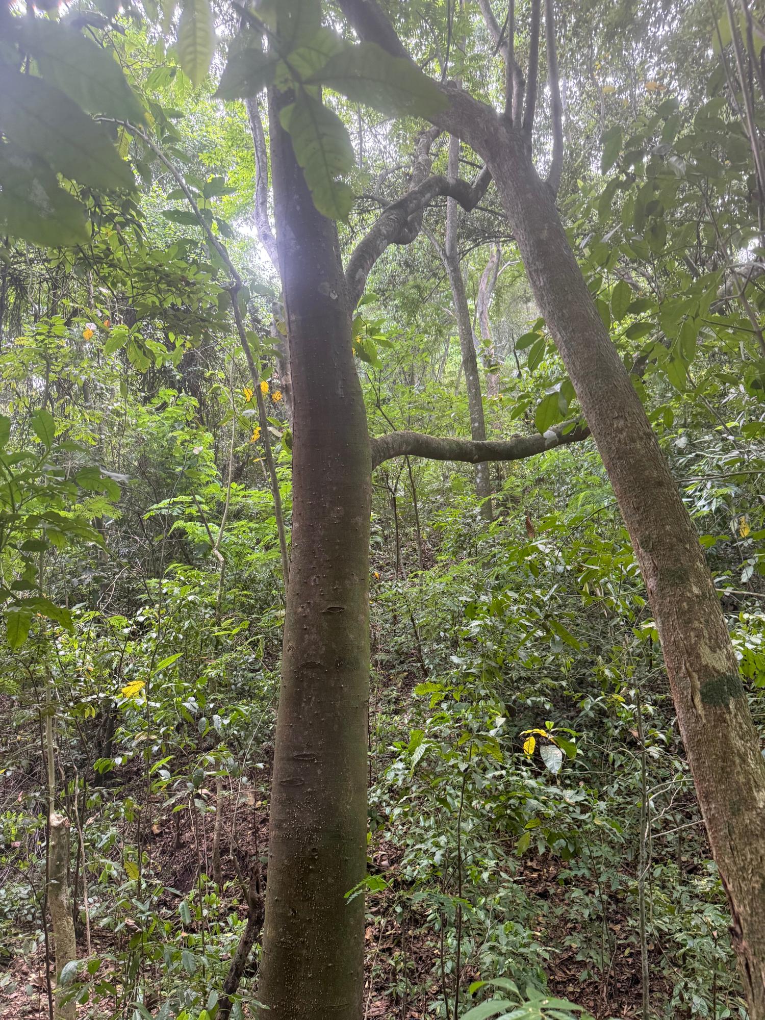 1-Acre-Residential-Lot-for-Sale-in-Jacks-Hill-Skyline-Drive-St.-Andrew-Jamaica Twelfth image of Skyline Drive, Jacks Hill in Kingston 6, St. Andrew, Jamaica - property is For Sale