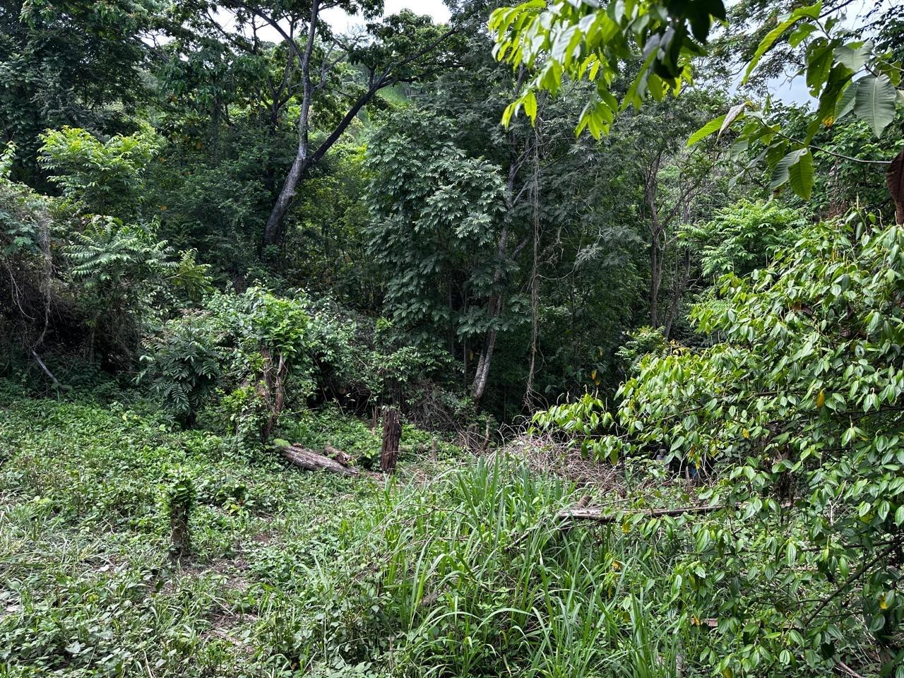 1-Acre-Residential-Lot-for-Sale-in-Jacks-Hill-Skyline-Drive-St.-Andrew-Jamaica Sixth image of Skyline Drive, Jacks Hill in Kingston 6, St. Andrew, Jamaica - property is For Sale