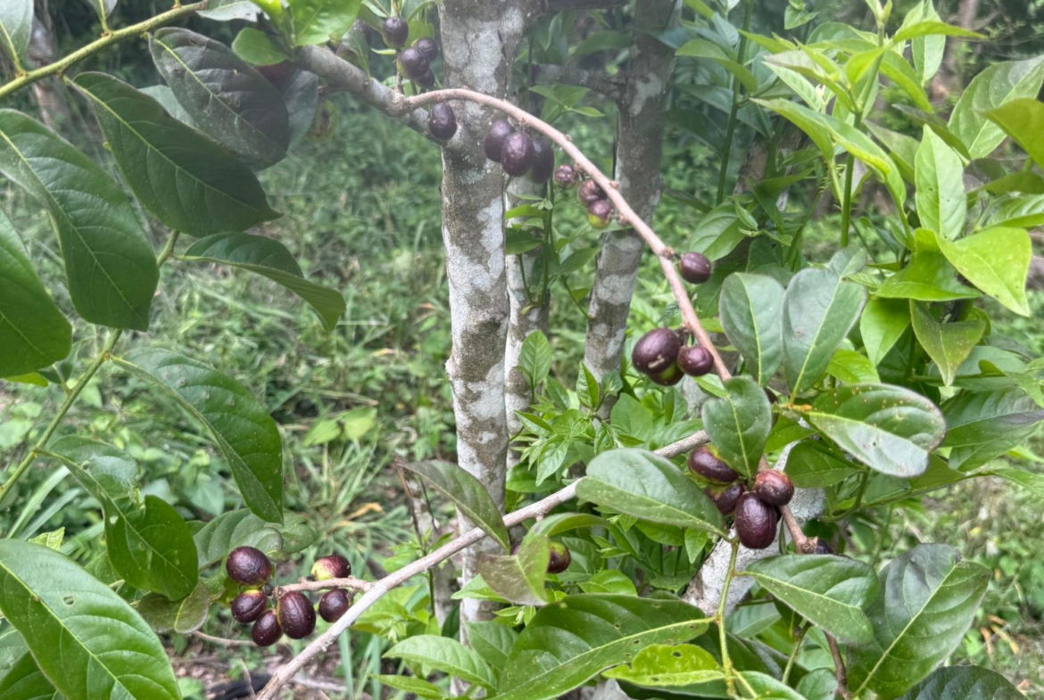 Seventh image of Skyline Drive, Jacks Hill in Kingston 6, St. Andrew, Jamaica - property is For Sale