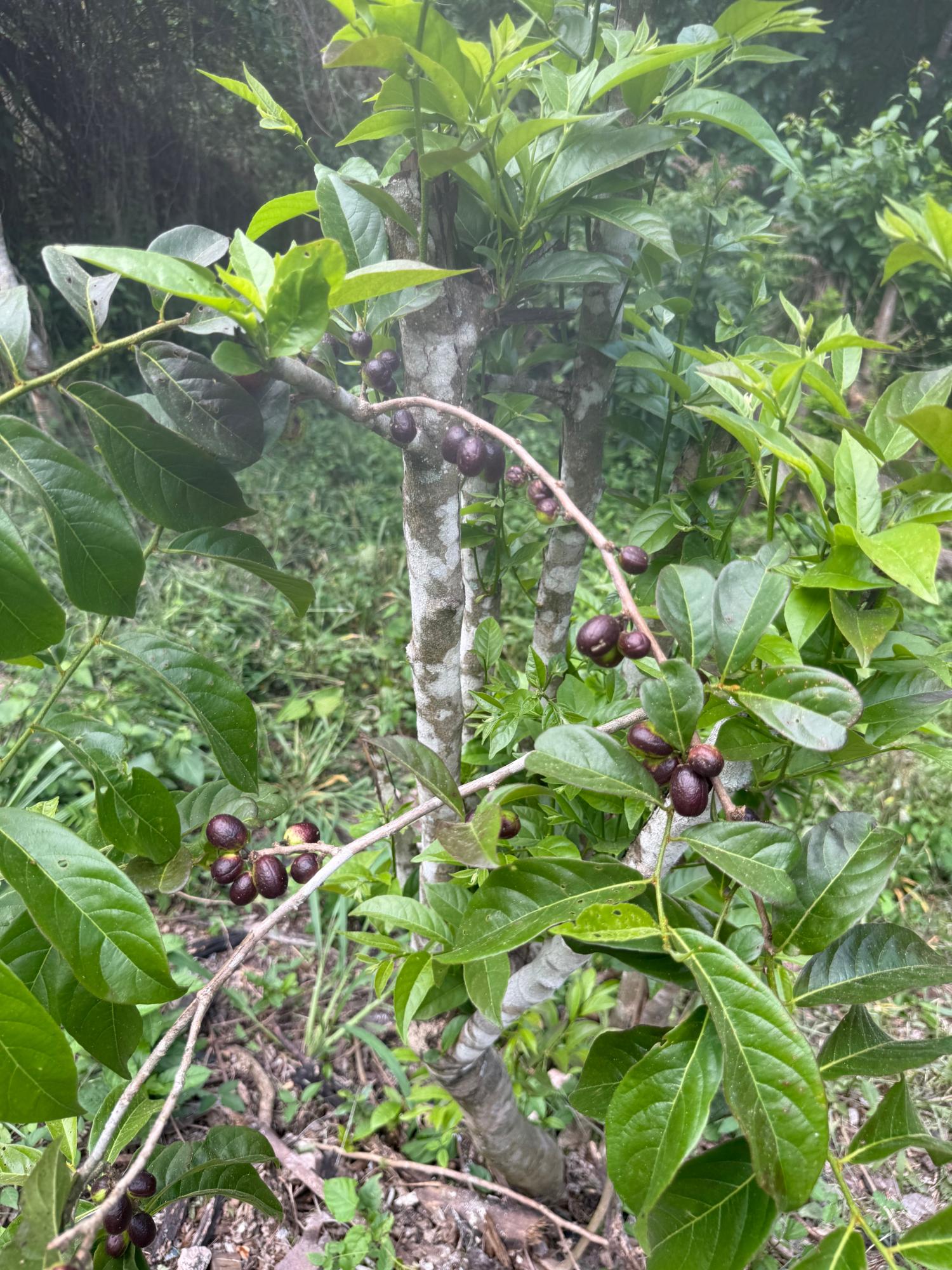 1-Acre-Residential-Lot-for-Sale-in-Jacks-Hill-Skyline-Drive-St.-Andrew-Jamaica Seventh image of Skyline Drive, Jacks Hill in Kingston 6, St. Andrew, Jamaica - property is For Sale