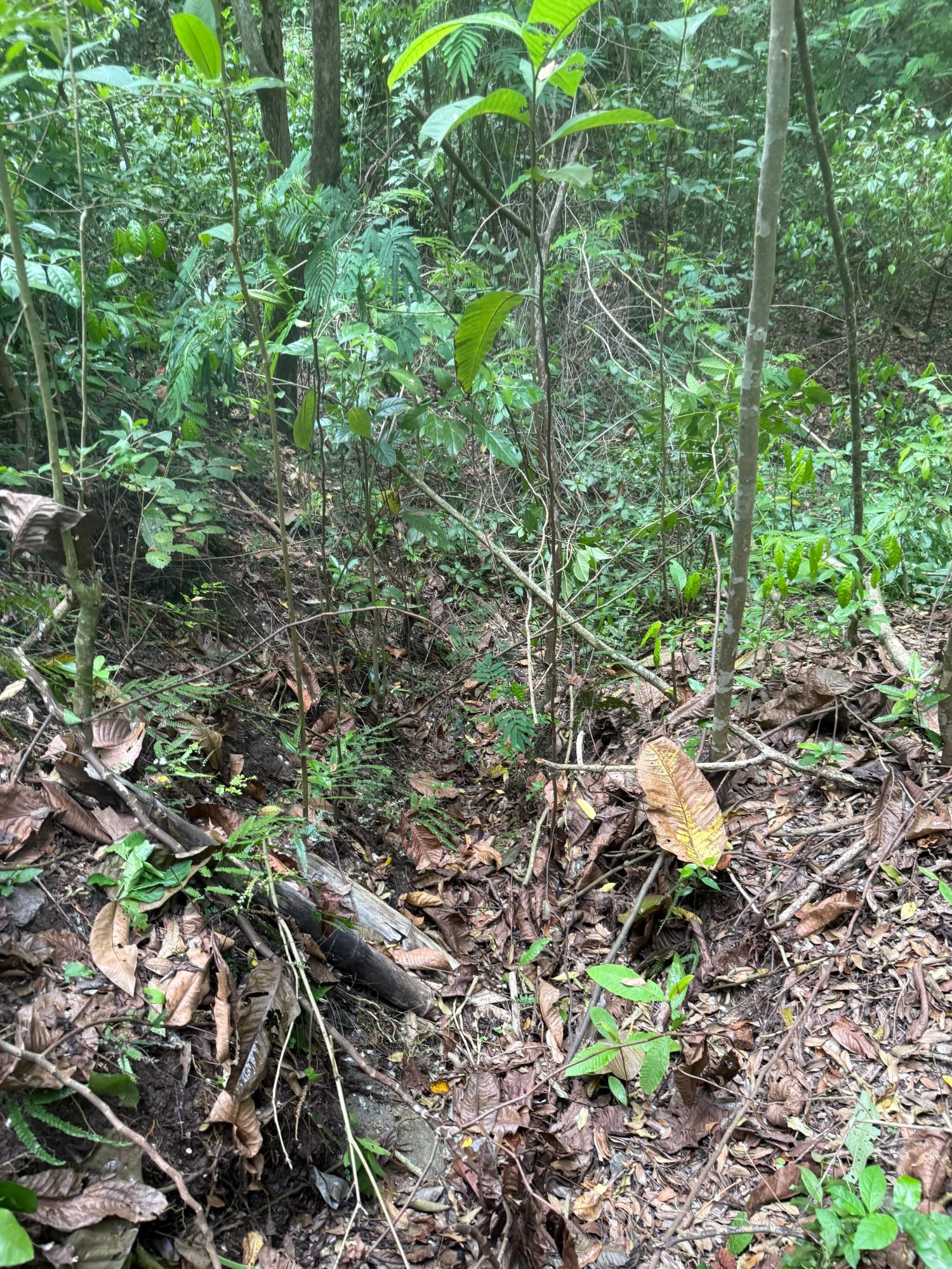 1-Acre-Residential-Lot-for-Sale-in-Jacks-Hill-Skyline-Drive-St.-Andrew-Jamaica Eighth image of Skyline Drive, Jacks Hill in Kingston 6, St. Andrew, Jamaica - property is For Sale