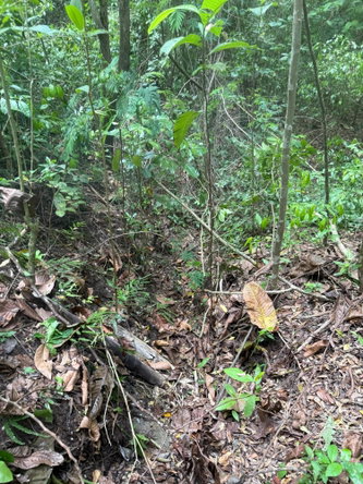 Eighth image of Skyline Drive, Jacks Hill in Kingston 6, St. Andrew, Jamaica - property is For Sale