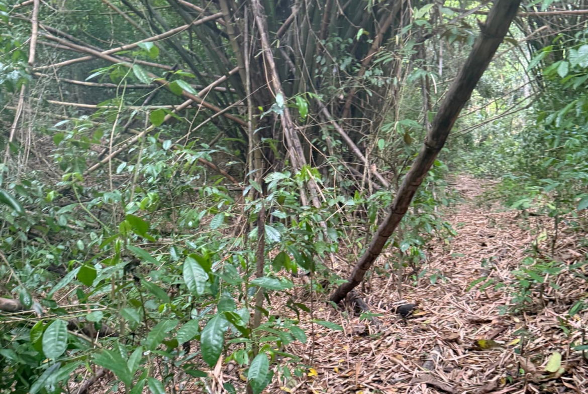 Ninth image of Skyline Drive, Jacks Hill in Kingston 6, St. Andrew, Jamaica - property is For Sale