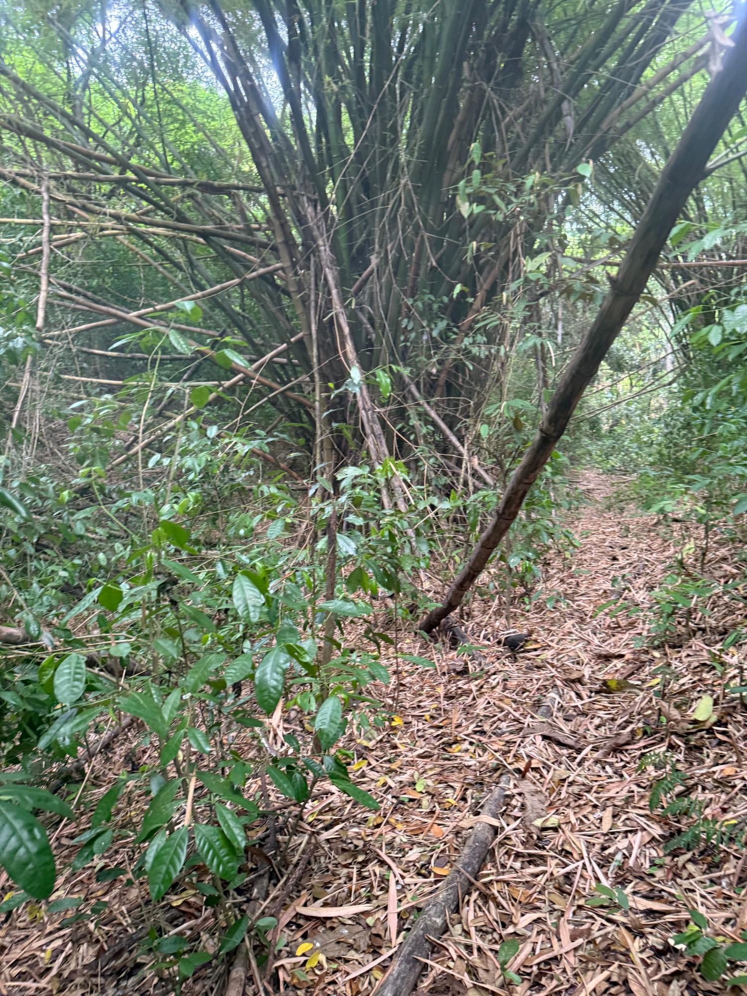 1-Acre-Residential-Lot-for-Sale-in-Jacks-Hill-Skyline-Drive-St.-Andrew-Jamaica Ninth image of Skyline Drive, Jacks Hill in Kingston 6, St. Andrew, Jamaica - property is For Sale