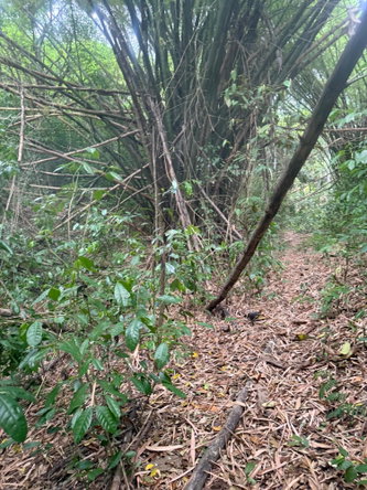 Ninth image of Skyline Drive, Jacks Hill in Kingston 6, St. Andrew, Jamaica - property is For Sale