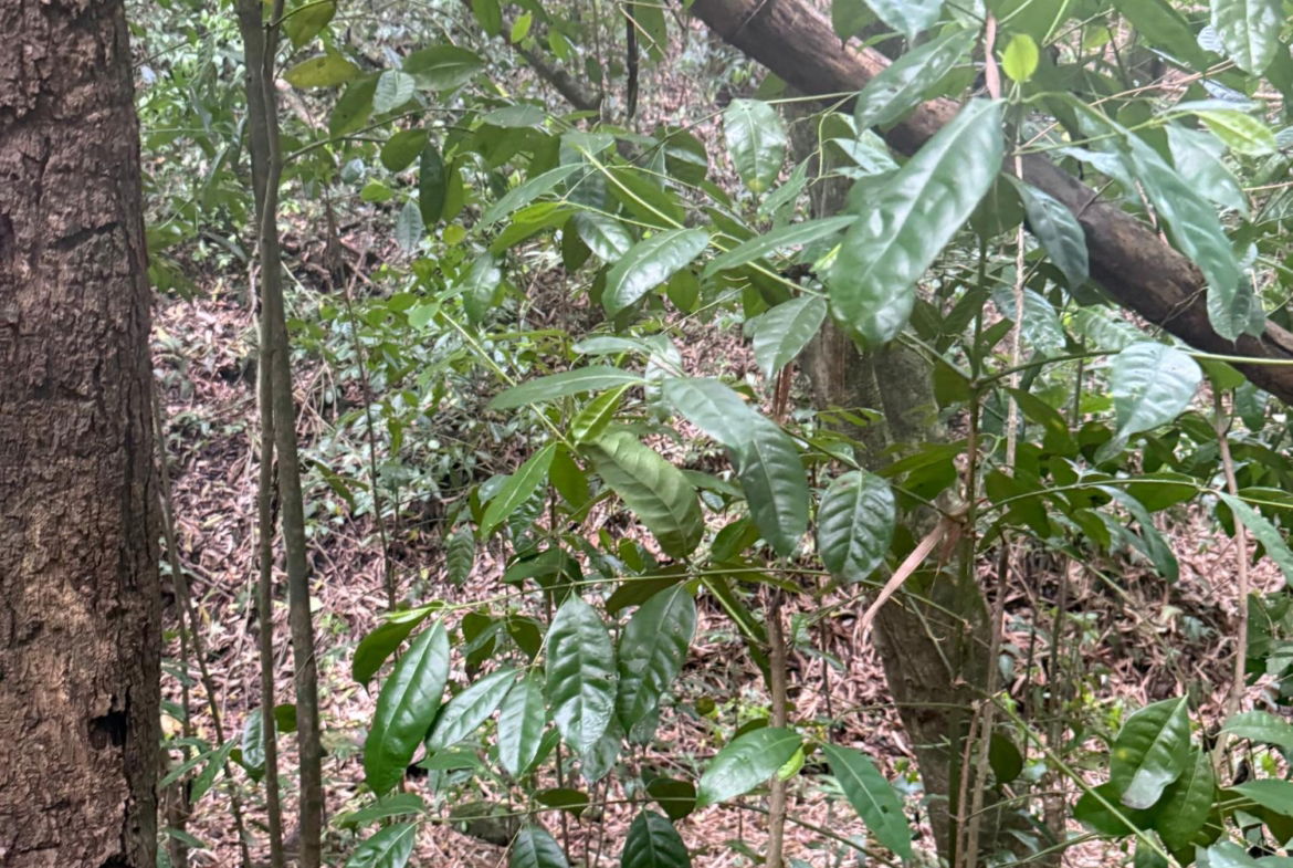 Tenth image of Skyline Drive, Jacks Hill in Kingston 6, St. Andrew, Jamaica - property is For Sale