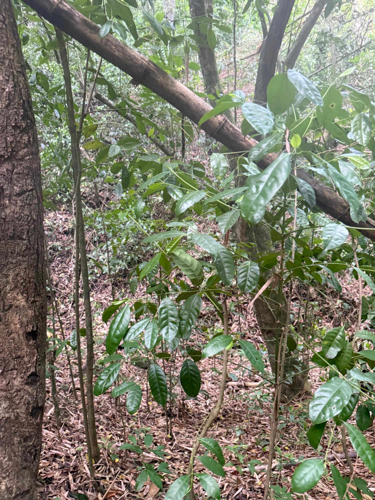 1-Acre-Residential-Lot-for-Sale-in-Jacks-Hill-Skyline-Drive-St.-Andrew-Jamaica Tenth image of Skyline Drive, Jacks Hill in Kingston 6, St. Andrew, Jamaica - property is For Sale