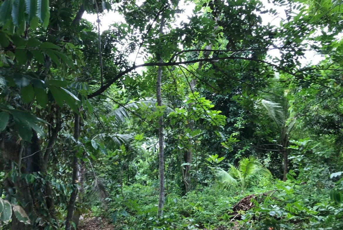 Twelfth image of Bog Walk, St. Catherine in Bog Walk, St. Catherine, Jamaica - property is For Sale